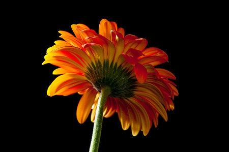 Backlit orange gerbera daisy on black backgroundの写真素材