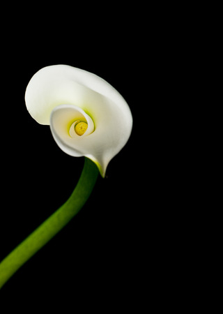 White calla lily macro isolated on black background の写真素材