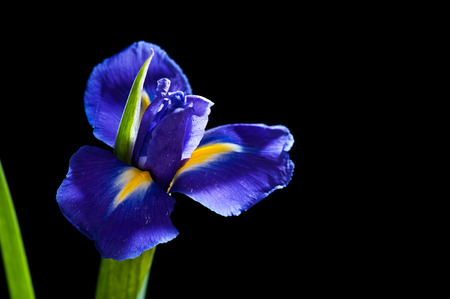 Macro of an iris on black background
の写真素材