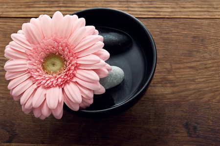 Pink gerbera in black pot with stones on the table の写真素材