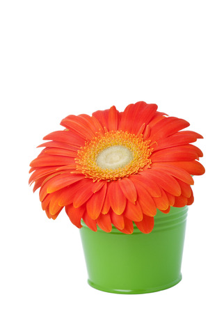 Vivid orange gerbera daisy flower in green bucket isolated on white の写真素材