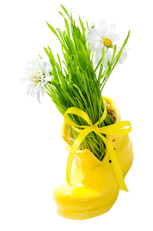Green grass in a yellow shoe tied with a ribbon isolated on white の写真素材