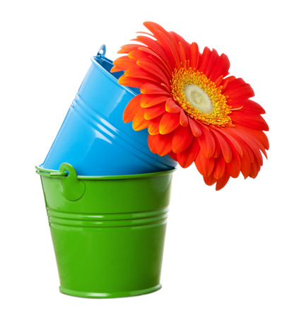 Vivid orange gerbera daisy flower in green and blue buckets isolated on white の写真素材