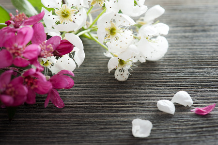Pink and white blossom on a dark wooden background の写真素材