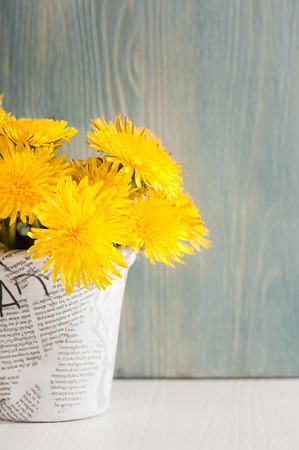Dandelions in a news paper pot on white blue wooden background の写真素材