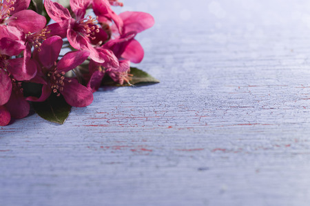 Purple japanese plum blossoms on shabby blue backgroundの写真素材