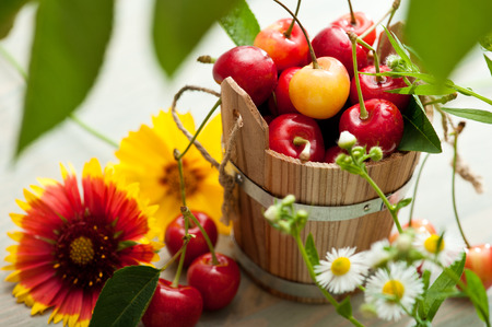 Bucket of red and yellow cherries with summer herbs and flowersの写真素材