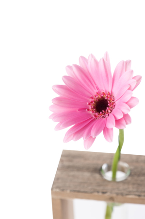 Gerbera daisy flower in test tubes isolated on white background. Shallow DOFの写真素材