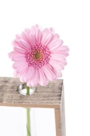 Gerbera daisy flower in test tubes isolated on white background. Shallow DOFの写真素材