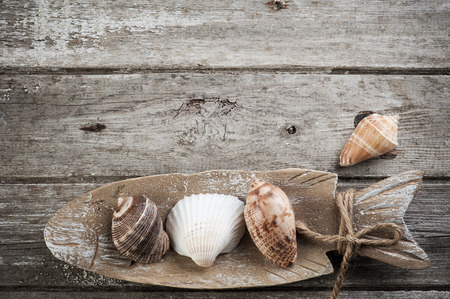 Sea shells on wooden rustic background. Space for textの写真素材