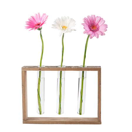 Gerbera daisy flowers in test tubes isolated on white backgroundの写真素材