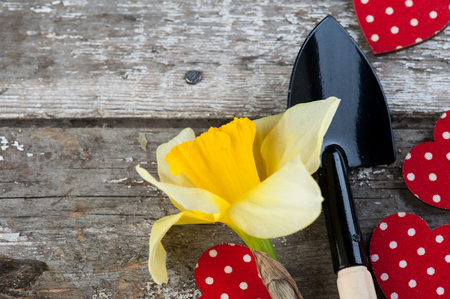 Gardening tools, polka dot red hearts, daffodil on vintage wooden table. Spring in the garden backgroundの写真素材