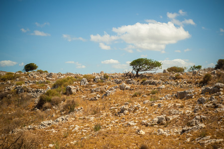 Olive trees on side of rocky hill. Sunlit landscape of Crete, Greceの写真素材
