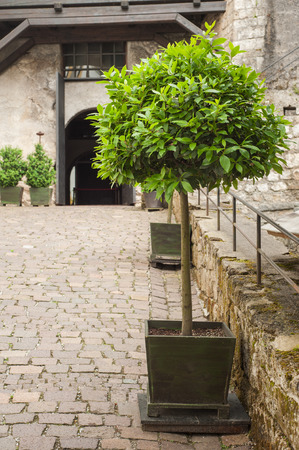 Beautiful narrow street in old Austrian town with plants in wooden potsの写真素材