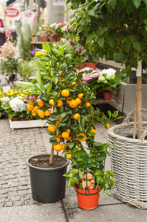 Orange tree sale in street florist shop of german town.の写真素材