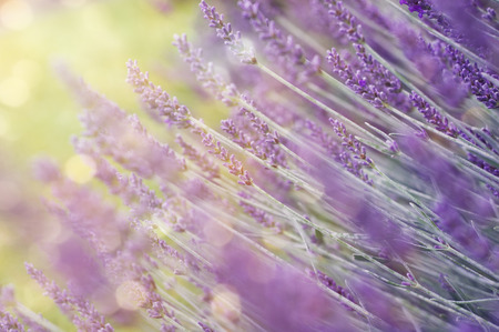 Lavender bushes closeup in sunrise. Dawn gleam over purple flowers of lavender. Purple flowers and bokehの写真素材