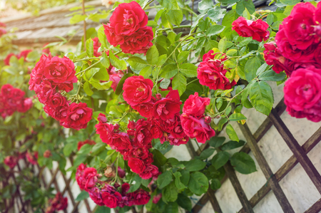 Red roses climbing on wooden fence. Toned image in vintage styleの写真素材