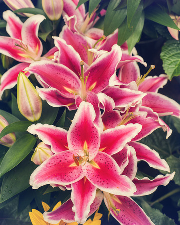 Pink lily. Beautiful bunch of flowers. Toned vintageの写真素材