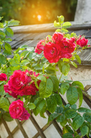 Beautiful fresh blooming roses at sunsetの写真素材