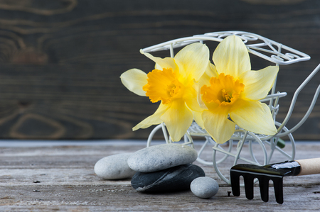 Balancing pebble stones and yellow flowers, ZEN Stone Garden on wooden background, spa tranquil scene conceptの写真素材