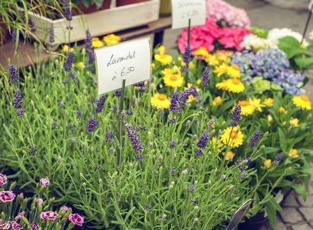 Lavender flowers on flowerbed in shop with price tagの写真素材