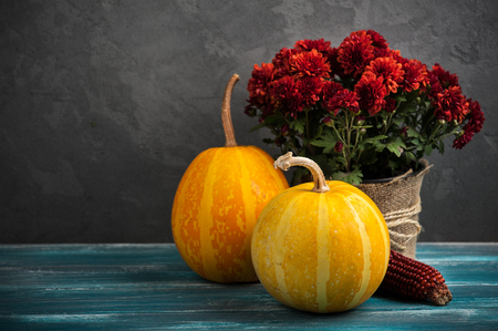Pot of red ?hrysanthemum flowers and pumpkins on wooden background. Toned blueの写真素材