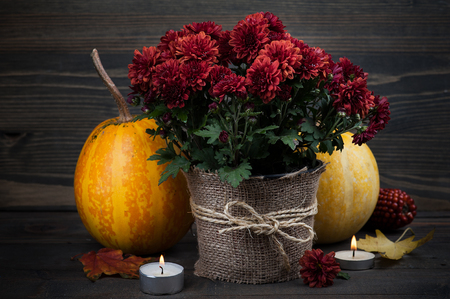 Pot of red chrysanthemum flowers and pumpkin on wooden background with lit candlesの写真素材