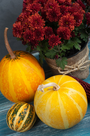 Pot of red chrysanthemum flowers and pumpkins on wooden backgroundの写真素材