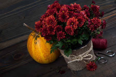 Pot of red ?hrysanthemum flowers and pumpkin on wooden background. Toned blueの写真素材