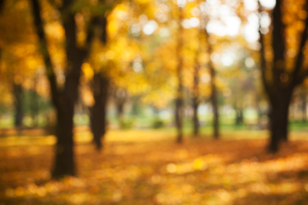 Out of focus blurred autumnal background of park, yellow red trees in sunlightの写真素材