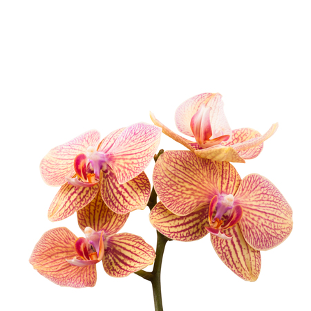 Red orange orchids isolated on white backgroundの写真素材