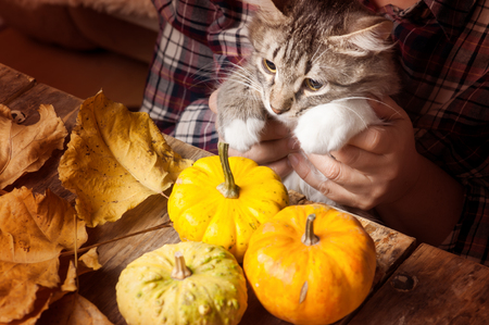 Female hands holding cat, DIY composition with pumpkins and candle on rustic wooden tableの写真素材