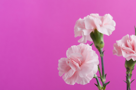 Pink carnation closeup on purple backgroundの写真素材