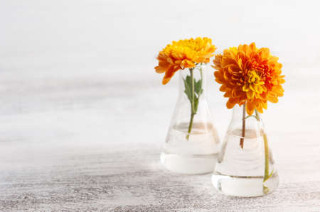 Orange flowers in glass pot on rustic background. Greeting card with copy space for your textの写真素材