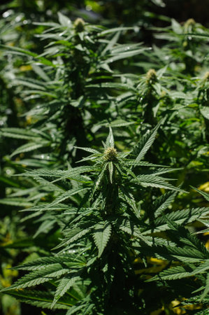 Cultivated cannabis medical plant. Marijuana leaves in the gradenの写真素材