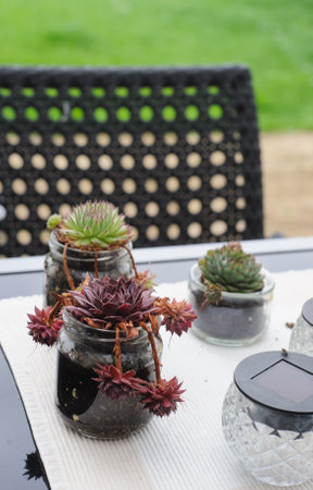 Succulents on garden table. Autumn garden with copy spaceの写真素材