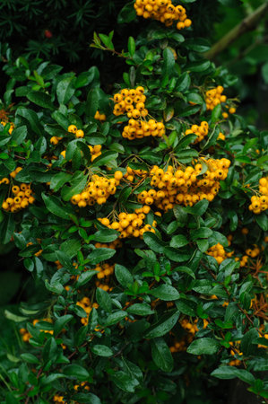 Rowanberry on background of green leaves. Copy space for text