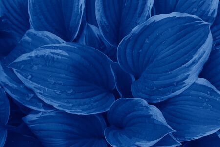 Beautiful natural dark background with leaves in blue trendy color. The color trend is classic blue. Color 2020. The main trend of the year. Selective focus, blue tint. Layout for design.の写真素材