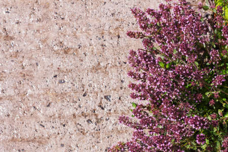 Pink small flowers on a gray concrete background, Top view. Copy space.の写真素材