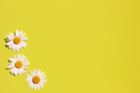 wild white daisies on a yellow background. Copy space, flat lay, top view.