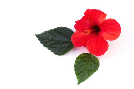 Bright red hibiscus on a white isolated background.の写真素材