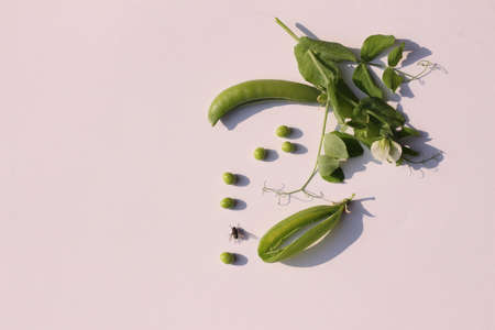 A fly flew on young green pea pods and on a white background.の写真素材