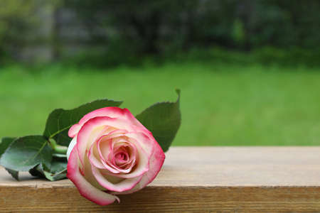 A white rose lies on a bench against the backdrop of a green garden.の写真素材