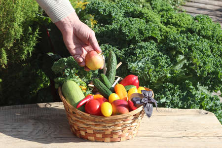 Volunteering concept, help. A man's hand puts an apple in a basket with vegetables and fruits.の写真素材