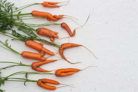 Strangely deformed carrots. A bunch of ugly carrots.の写真素材