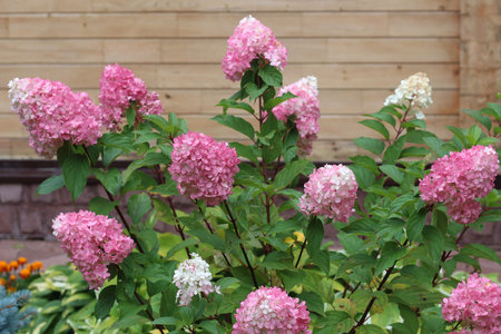 Blooming hydrangea in the summer garden. A beautiful shrub.