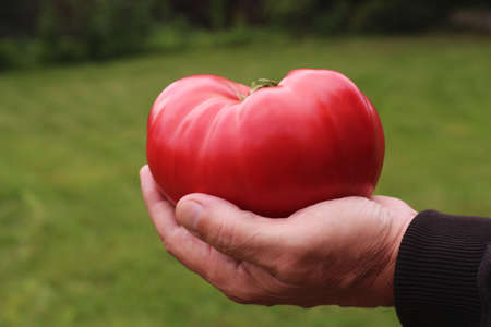 The farmer holds a tomato in his hand to show its large size. Big red tomato.の写真素材