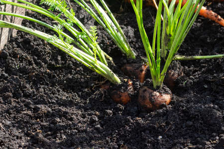 A bunch of fresh carrots with herbs on the ground. Large unwashed carrots on the background of the earth.の写真素材