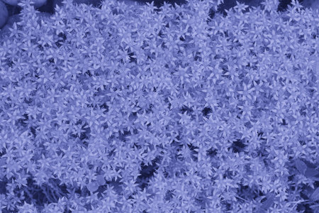 The trendy color of 2022. Very peri. Abstract lilac background. Natural floral Top view.