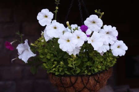 Beautiful white petunias in hanging planters for a cafe.の写真素材